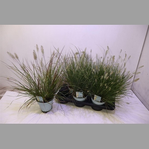 Penni Alopecuroides