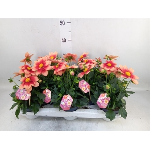 Dahlia  'Summerbees Salmon bico'