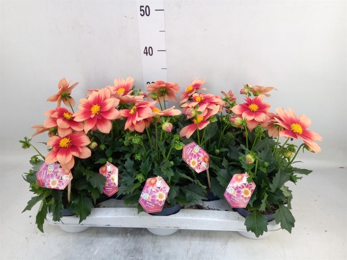 <h4>Dahlia  'Summerbees Salmon bico'</h4>