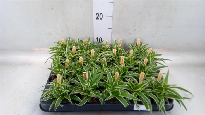 <h4>Chlorophytum com. 'Ocean'</h4>