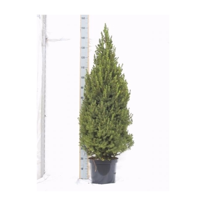 <h4>Picea gl. Conica</h4>