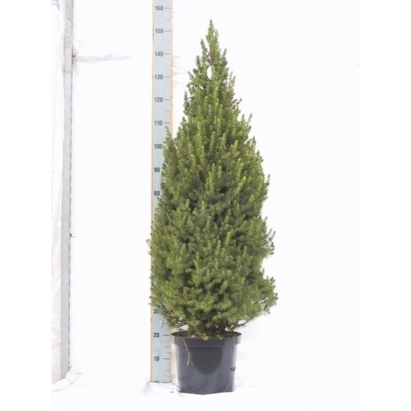 <h4>Picea gl. Conica</h4>