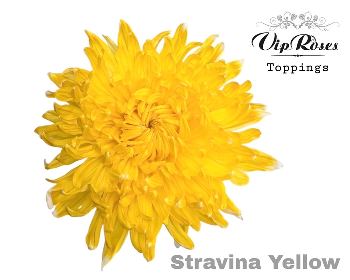 <h4>CHR G STRAVINA YELLOW</h4>