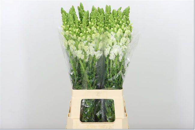 <h4>ANTIR POTO WHITE</h4>