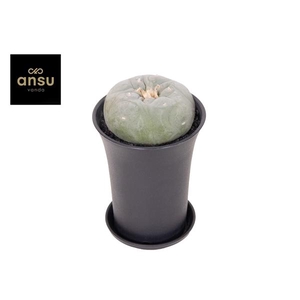 Cactus Lophophora Fricci XL