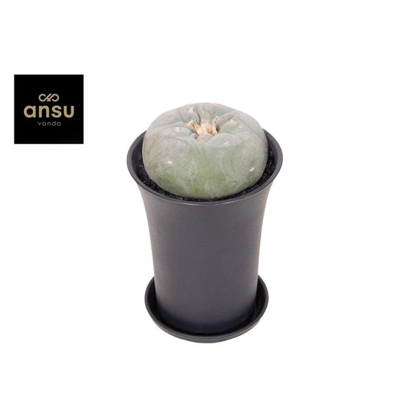 Cactus Lophophora Fricci XL