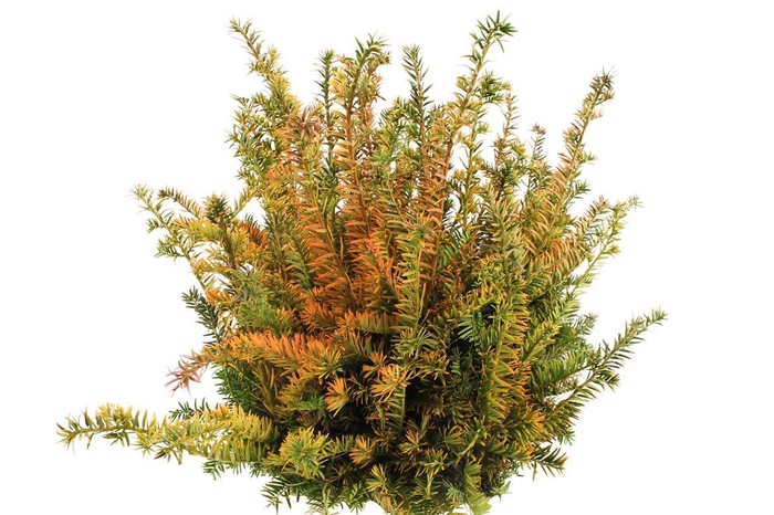 <h4>Conifeer Geel ( Taxus)</h4>