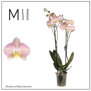 Mimesis Phal. Rainbow - 2 spike 12cm