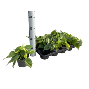 PHIL SCANDENS BRASIL