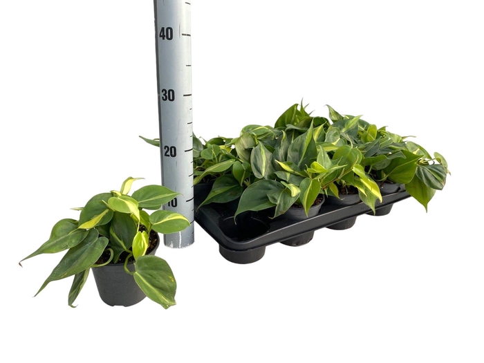 <h4>PHIL SCANDENS BRASIL</h4>