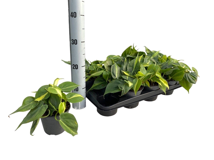 <h4>PHIL SCANDENS BRASIL</h4>