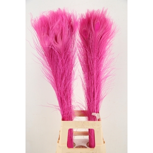 Feather Peacock Cerise 90cm