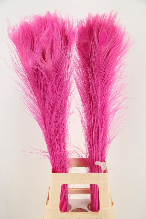<h4>Feather Peacock Cerise 90cm</h4>