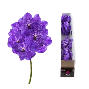 Vanda Violet Blue X4