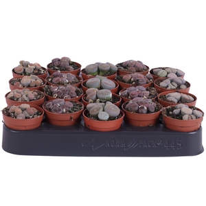 Lithops mix 5,5 cm