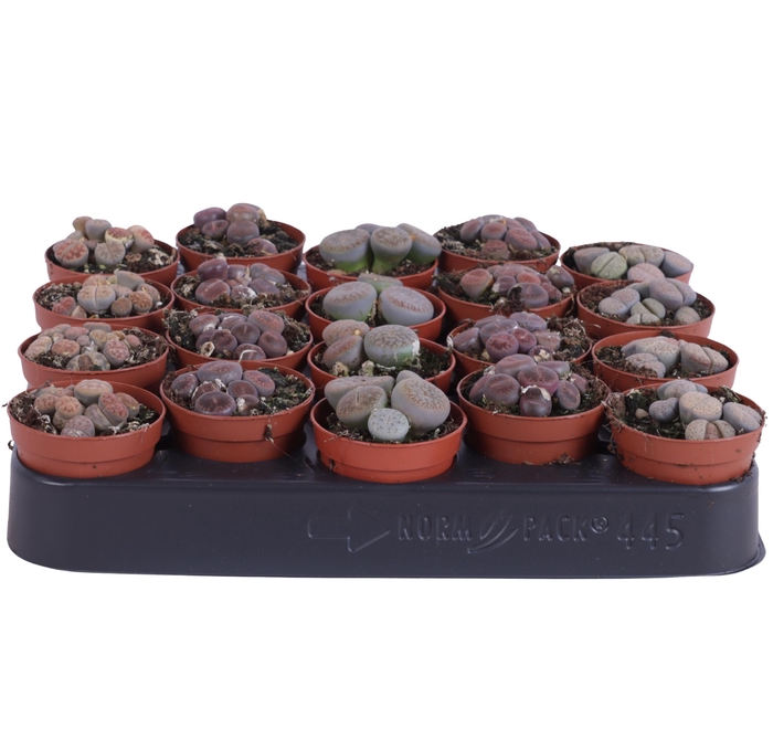<h4>Lithops mix 5,5 cm</h4>