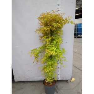 Acer palmatum 'Katsura'