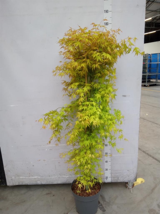 <h4>Acer palmatum 'Katsura'</h4>