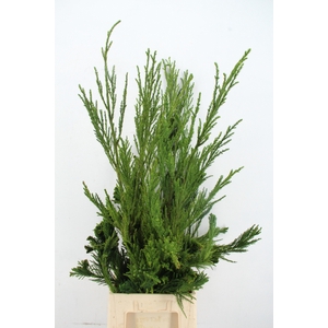 CRYPTOMERIA CRIST HEAD+WHIP