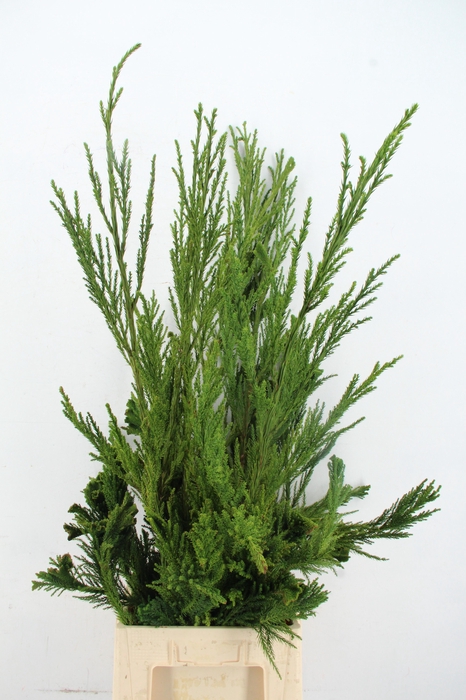 <h4>CRYPTOMERIA CRIST HEAD+WHIP</h4>