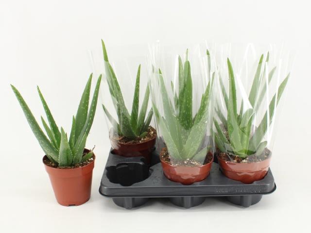 <h4>ALOE VERA</h4>