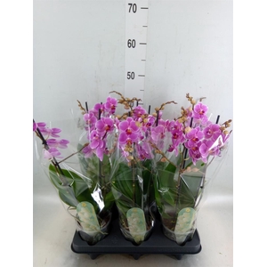 Phalaenopsis multi. 'FC Friday Fli'