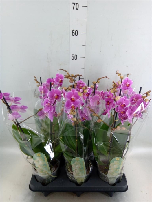 <h4>Phalaenopsis multi. 'FC Friday Fli'</h4>