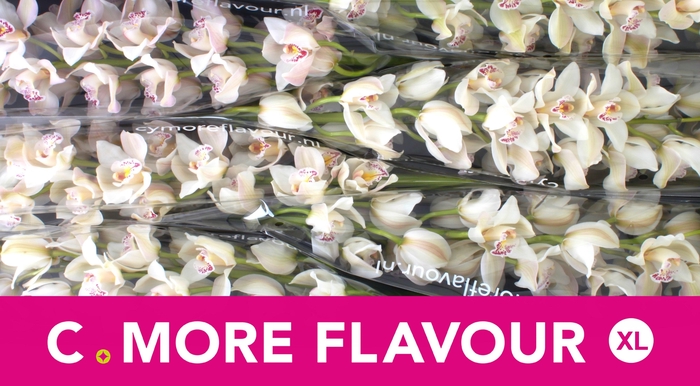 <h4>CYMB T CASCADE</h4>