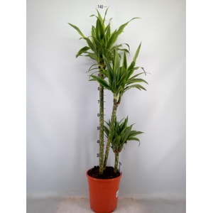 Dracaena fr de 'LemonLime'
