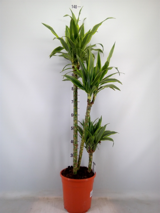 <h4>Dracaena fr de 'LemonLime'</h4>