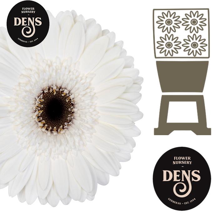<h4>Gerbera Owen Diamond</h4>