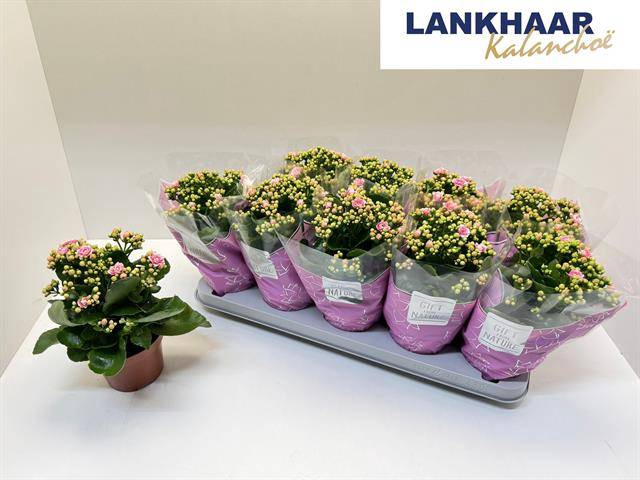 <h4>KAL GE PERFECTA PINK</h4>