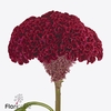 Celosia reprise velvet