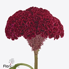 Celosia reprise velvet