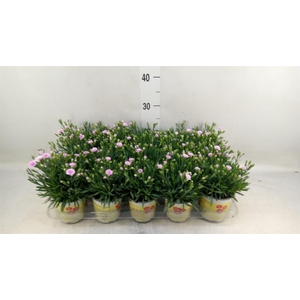 Dianthus allw. 'Lucky Lips Lola'