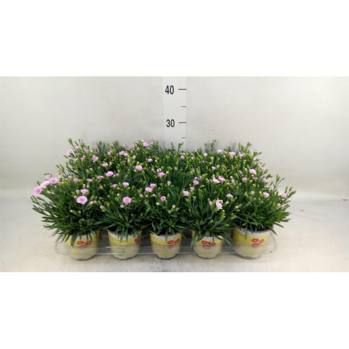 <h4>Dianthus allw. 'Lucky Lips Lola'</h4>
