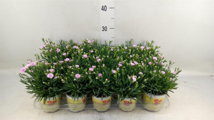 Dianthus allw. 'Lucky Lips Lola'
