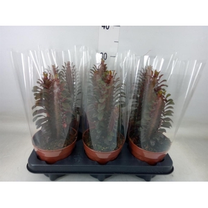 Euphorbia trigona 'Rubra'