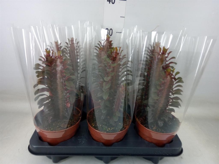 <h4>Euphorbia trigona 'Rubra'</h4>