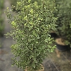 Pittosporum tenuifolium