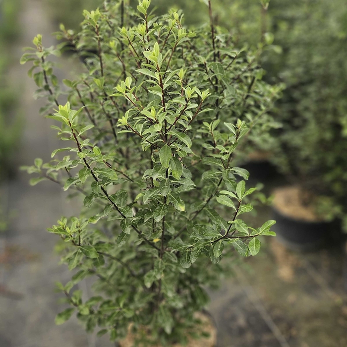 Pittosporum tenuifolium
