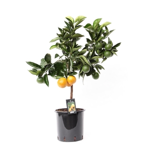 Citrus Red Orange stem P22