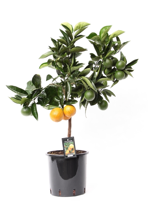 <h4>Citrus Red Orange stem P22</h4>