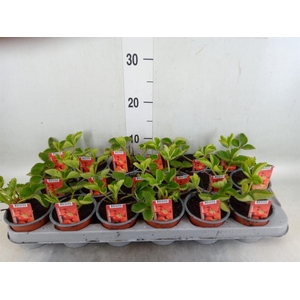 Fragaria ananassa 'Ostara'