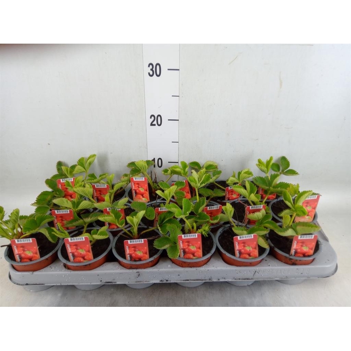 <h4>Fragaria ananassa 'Ostara'</h4>