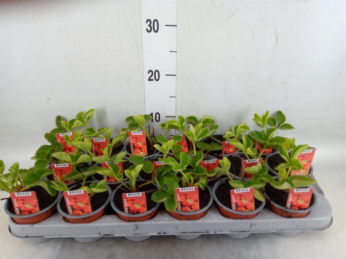 <h4>Fragaria ananassa 'Ostara'</h4>