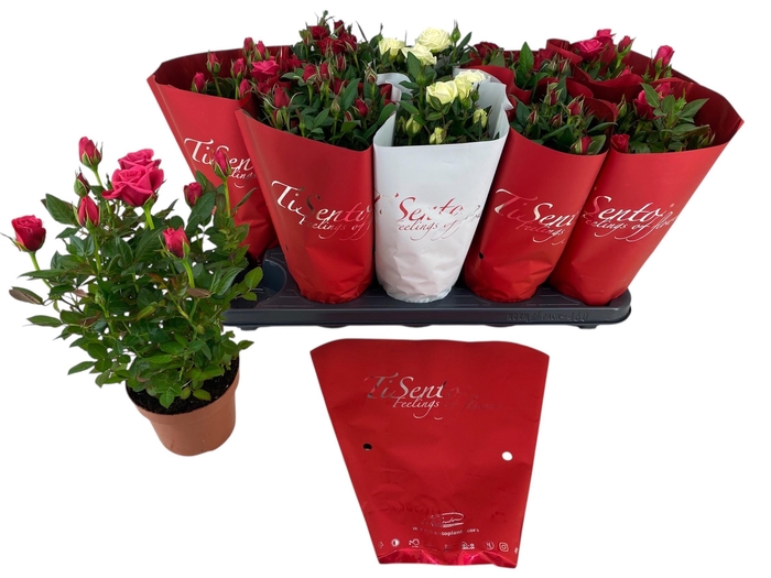 <h4>RO KORDANA GEM</h4>