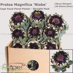 PROTEA MAG NIOBE