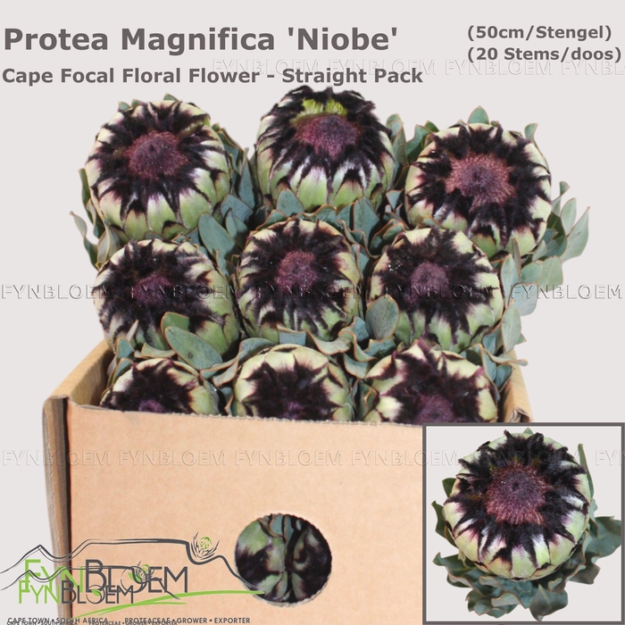 <h4>PROTEA MAG NIOBE</h4>