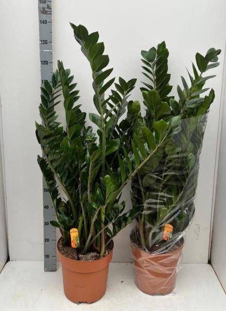<h4>ZAMIO ZAMIIFOLIA</h4>